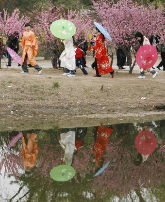 Cherry in full blossom embodies friendliness