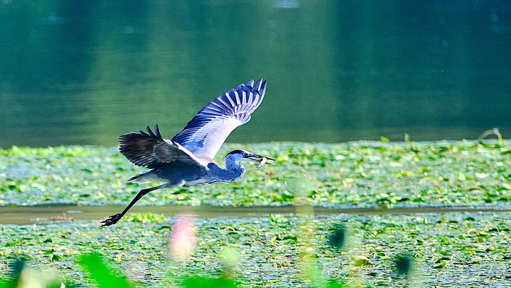 Ecology in action: Beijing's Changping district home to a variety of bird species