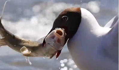 Bare truths: Ecological protection of Qinghai Lake's naked carp