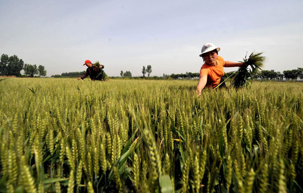 Farmers pick out weeds from the wheat crop in Yingli village, Shanxi province on May 21, 2008. China's rural achievements in the past decade