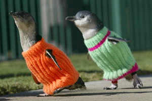 First white whale calf born at China zoo