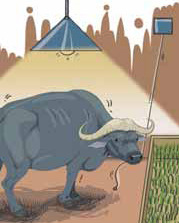 Ever heard of a clever buffalo? Here's one