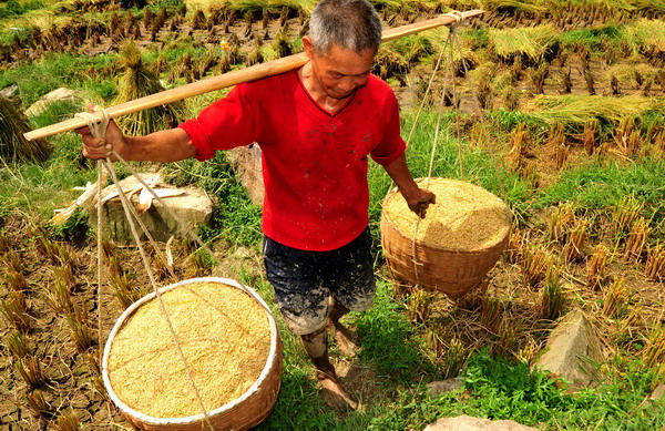 China's grain output is expected to jump to a record high of more than 550 million tons this year. Even so, prices are expected to rise. Bumper crop, but price still rising