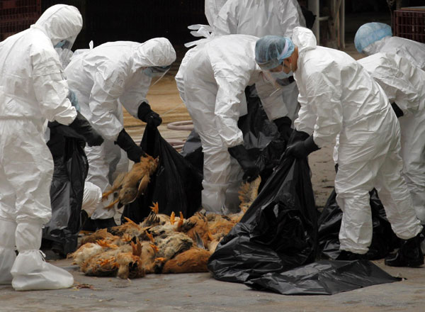 Health workers pack dead chicken at a wholesale poultry market in Hong Kong December 21, 2011. Bird flu prompts market chicken cull in HK