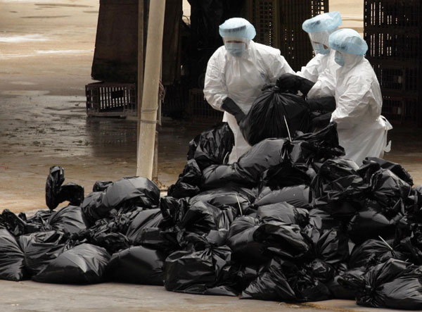 Health workers pack dead chicken at a wholesale poultry market in Hong Kong December 21, 2011. Bird flu prompts market chicken cull in HK