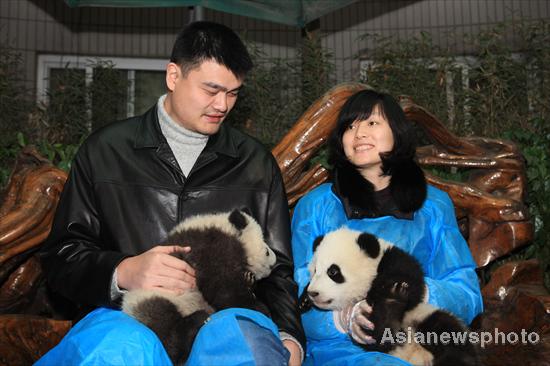 Yao Ming and his wife Ye Li hold two panda cubs during a panda releasing ceremony at Chengdu Research Base of Giant Panda Breeding, Jan 11, 2012. 6 captive-bred pandas released into wild