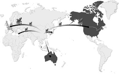 A map of Chinese immigration routes across the world. Chinese immigrants take $1.6b a year overseas