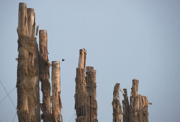 High-cost imported Crape Myrtle trees die in E China