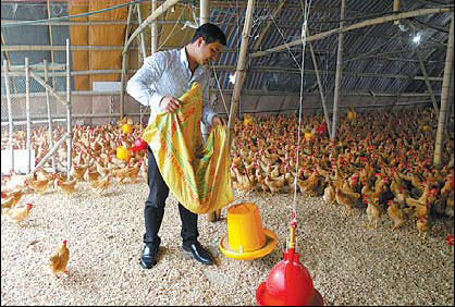 Pan Jianjing, 37, is worried about the cost of keeping his 16,000 unsold chickens on his farm. Gao Erqiang / China Daily Poultry industry under pressure