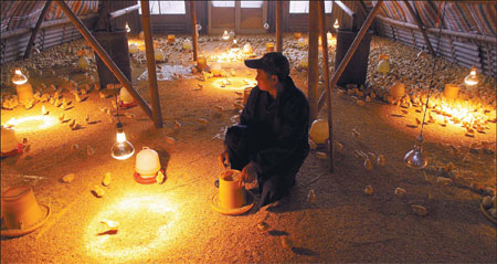 Ye Guowang, 63, sits in his chicken farm in Tengqiao village, Wenzhou, Zhejiang province. He said he is wasting money by the minute on feeding 10,000 chickens that cannot be sold because of the H7N9 bird flu outbreak. Gao Erqiang / China Daily Poultry industry under pressure