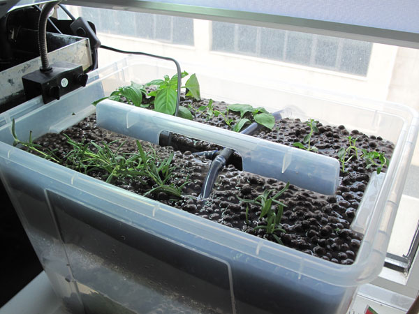 A simple aquaponics setup is balcony farming with fish, a tank, a water pump, and a second layer above the tank where the plants are grown under a light source. Eric Jou / China Daily Harvesting the homegrown