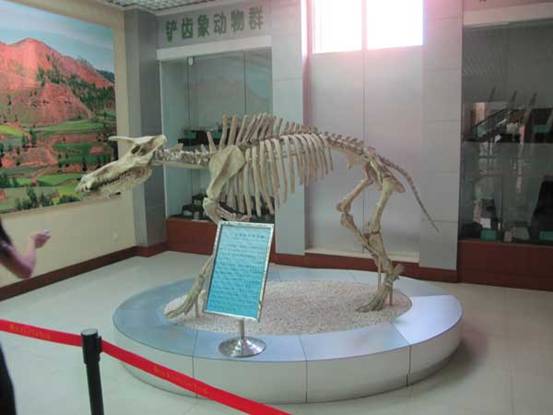 A composite restored skeleton of Kubanochoerus at a paleozoological museum in Hezheng county, Gansu province. Hezheng county beefs up fossil protection