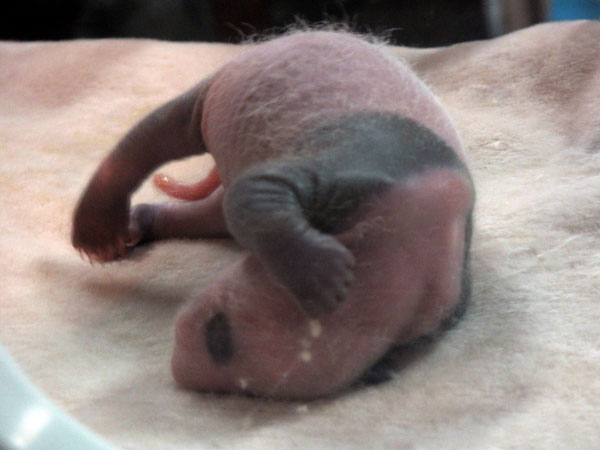 The only survived panda cub born by Jiaozi sleeps at the Chengdu Research Base of Giant Panda Breeding, Sept 5, 2013. Panda gives birth to triplets, one survives