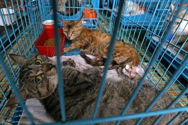 Animal rights activist faces financial reality