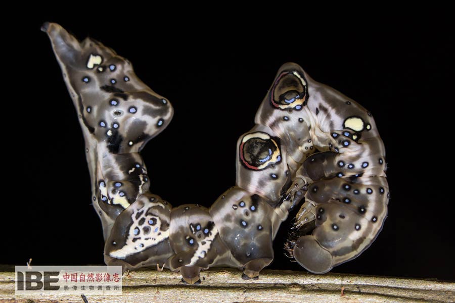 China's first nature image record released