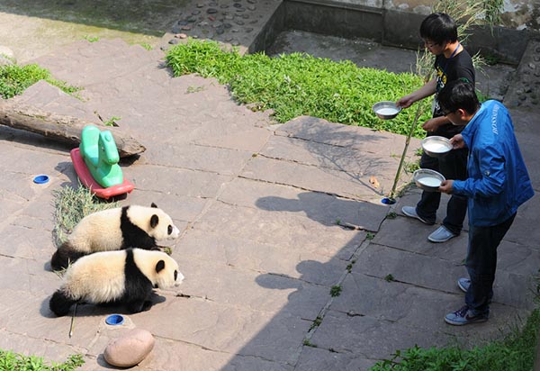 The odd but interesting life of a panda breeder