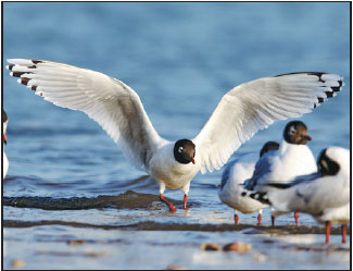 Conservation efforts boost Yangtze River wetland