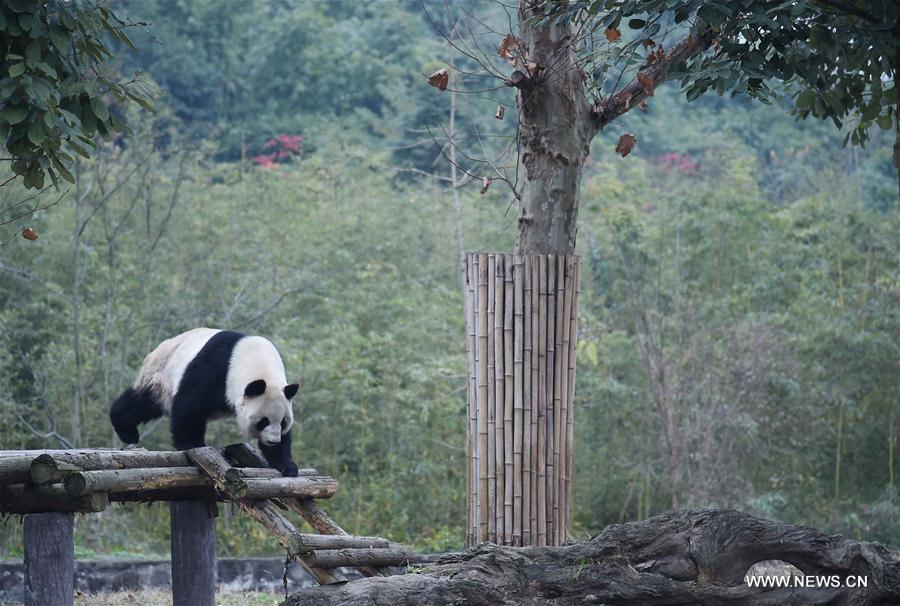 Nursing home for aged pandas in Sichuan