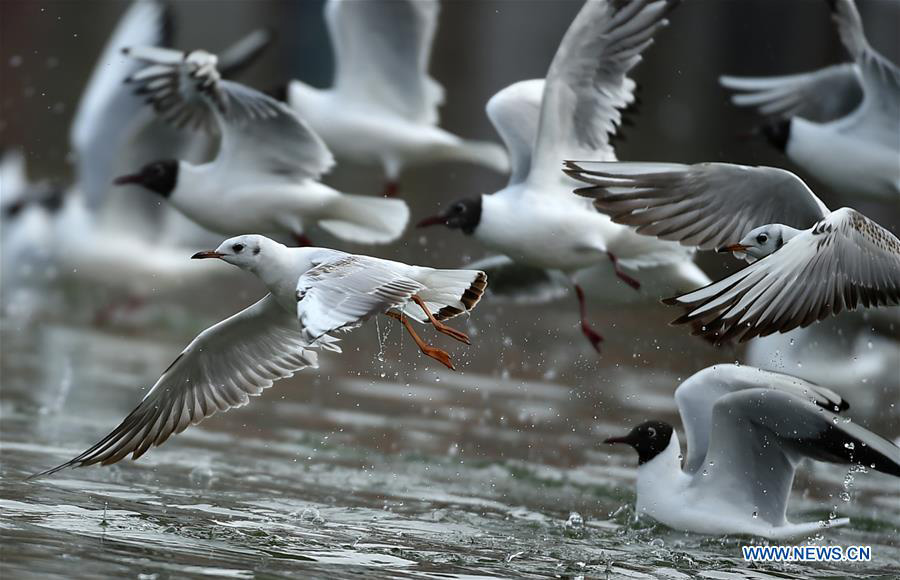 Tourists view black-headed gulls by Yange Lake