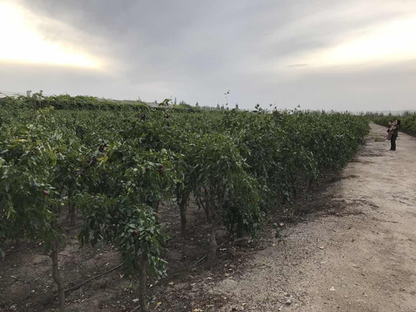 Fruit trees turn wasteland to farmland in Aksu