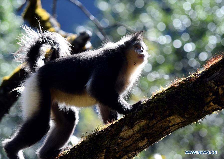 Black snub-nosed monkeys observed in S China's national park