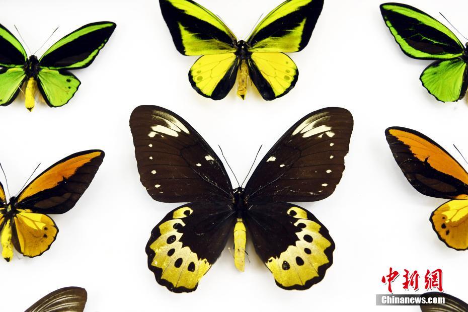 First egg of world's largest insect hatches