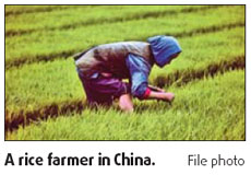 Experts detail how rice absorbs arsenic