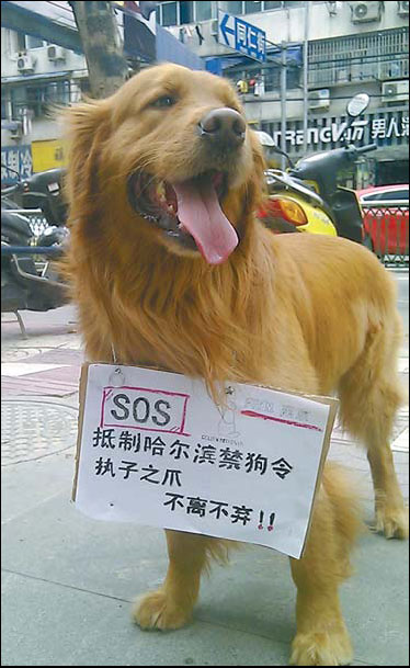 Harbin ban on big dogs stirs up howls of protest