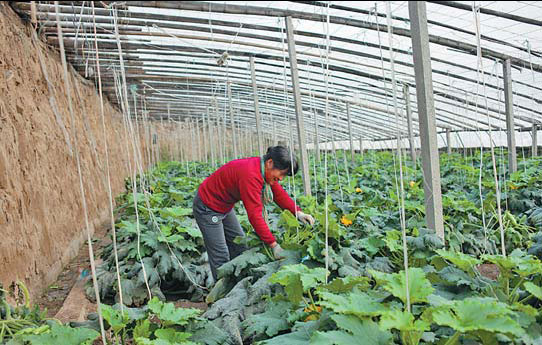 Zucchini's price grows on trip from farm to table