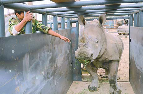 Rhinos to return after 80 years