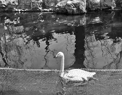 Zoo steps up disinfection efforts