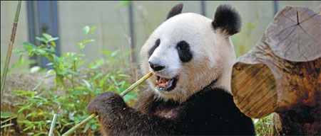 High hopes giant panda will give birth