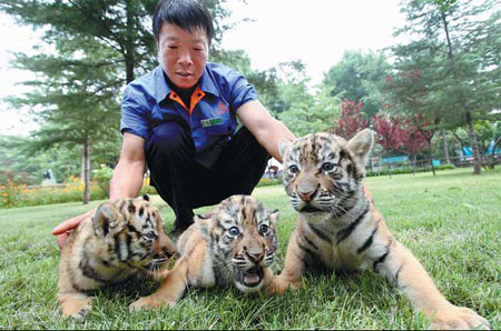 Nations unite to help tigers