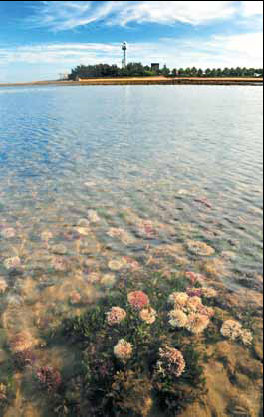 On patrol to protect the reef