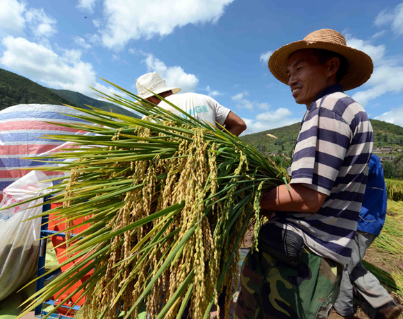 超級(jí)稻“楚粳28號(hào)”再創(chuàng)畝產(chǎn)956.9公斤的佳績