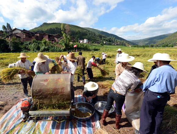 超級稻“楚粳28號”再創(chuàng)畝產(chǎn)956.9公斤的佳績