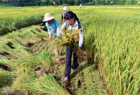 超級(jí)稻“楚粳28號(hào)”再創(chuàng)畝產(chǎn)956.9公斤的佳績(jī)