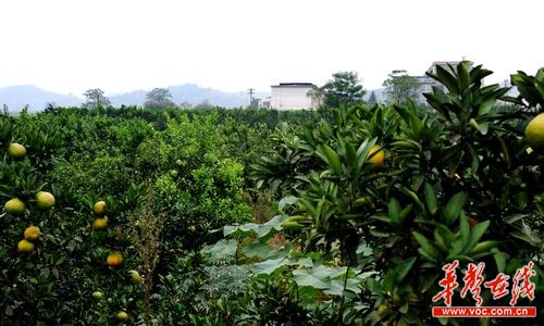 探訪湘江最美村：一“品”衡南江畔“水果村”