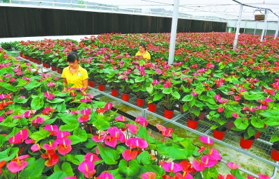 幸福花兒開——走進(jìn)株洲云龍示范區(qū)云田鎮(zhèn)