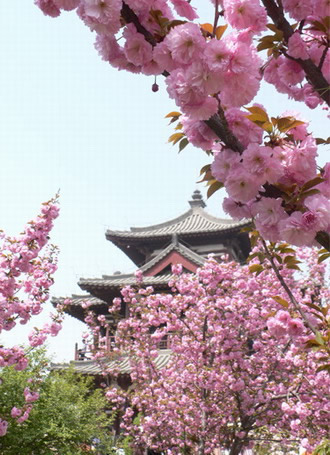 青龍寺櫻花:千年滄桑中那點櫻紅