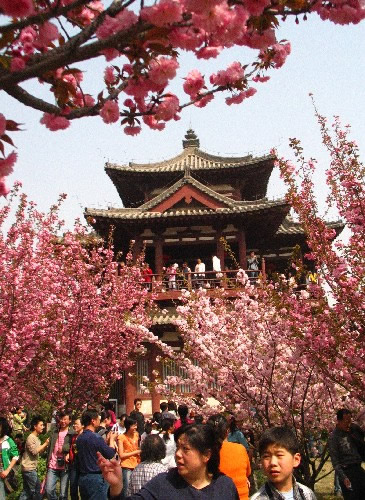 青龍寺櫻花:千年滄桑中那點櫻紅