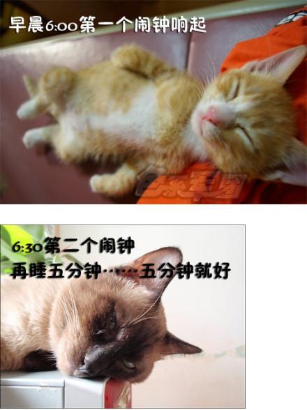 貓咪搞笑屌絲表情 演繹上班族的一天