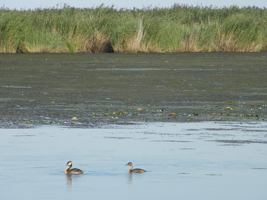 專項(xiàng)資金治理興凱湖 還動(dòng)物一個(gè)更美的家(圖)