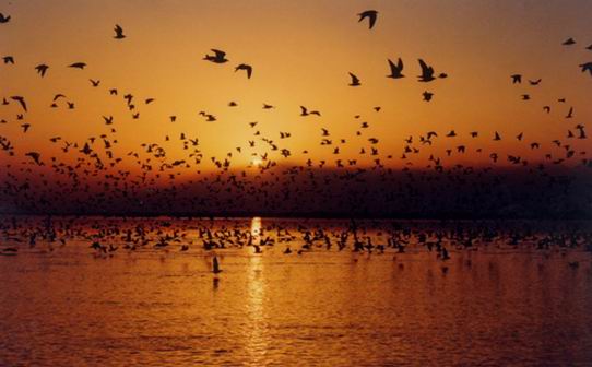 《美麗中國(guó)·濕地行》沙湖專題片9月3日央視播出