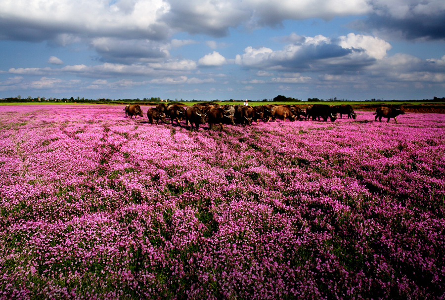 鄱陽(yáng)湖：紅花草之春