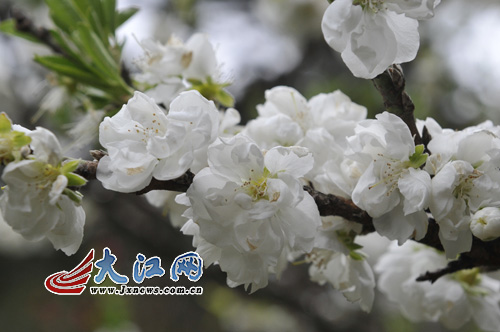 網(wǎng)媒記者在廬山花徑采風(fēng) 巧遇“桃花運(yùn)”