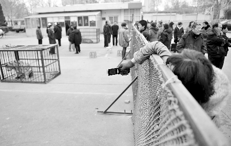 動(dòng)物園為討地出動(dòng)猛獸:換數(shù)十只羊接班(組圖)