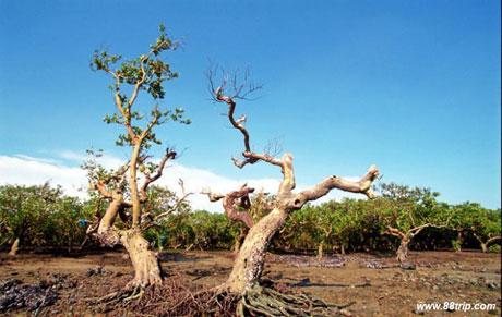 湛江紅樹林：中國最大的海岸紅樹林濕地