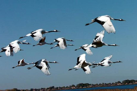 水禽樂(lè)園——扎龍自然保護(hù)區(qū)[圖]