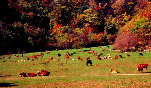 神秘奇絕神農(nóng)架